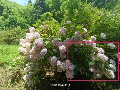 太陽の光をあびるアジサイ | ガジェットレビューの匠 OPPO Reno13 A カメラ 太陽の光をあびるアジサイ