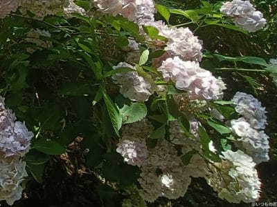 太陽の光をあびるアジサイ | ガジェットレビューの匠 OPPO Reno13 A 太陽の光をあびるアジサイ