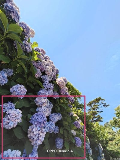 色とりどりのアジサイをとらえた一枚 | ガジェットレビューの匠 OPPO Reno13 A カメラ 色とりどりのアジサイをとらえた一枚
