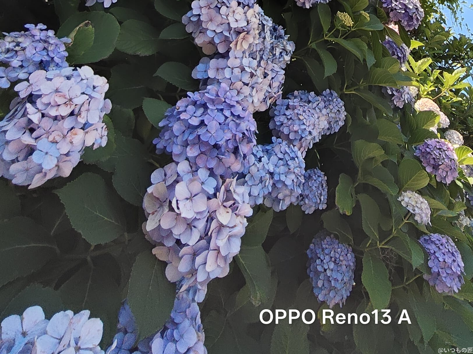 OPPO Reno13 A カメラ 色とりどりのアジサイをとらえた一枚