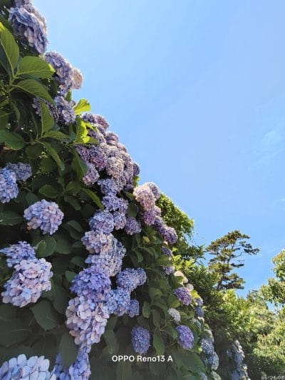 色とりどりのアジサイをとらえた一枚 | ガジェットレビューの匠 OPPO Reno13 A カメラ 色とりどりのアジサイをとらえた一枚