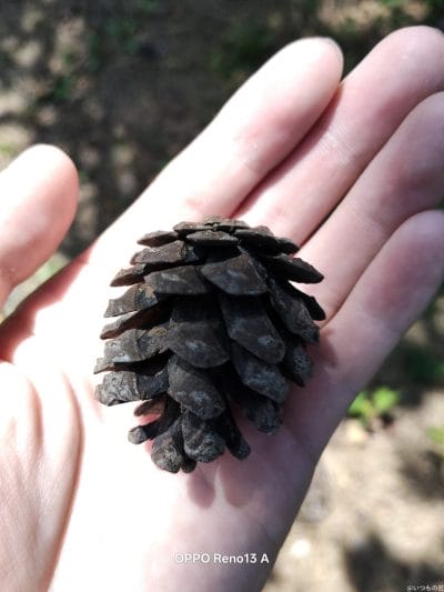 松ぼっくりを接写撮影した写真 | ガジェットレビューの匠 OPPO Reno13 A カメラ 松ぼっくりを接写撮影した写真