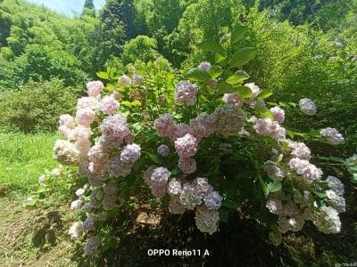 太陽の光をあびるアジサイ | ガジェットレビューの匠 OPPO Reno13 A 太陽の光をあびるアジサイ