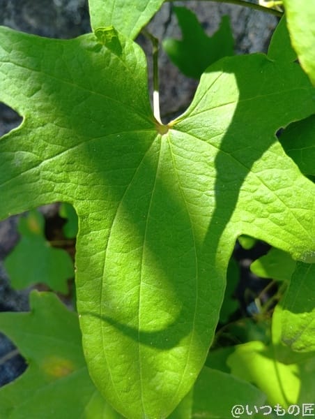 AQUOS wish5 カメラ 日光に照らされる葉