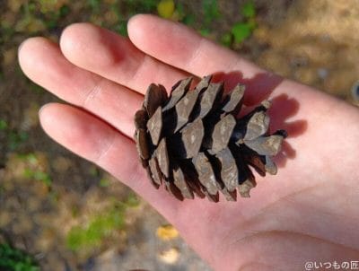 手のひらの松ぼっくり | ガジェットレビューの匠 AQUOS wish5 カメラ 手のひらの松ぼっくり