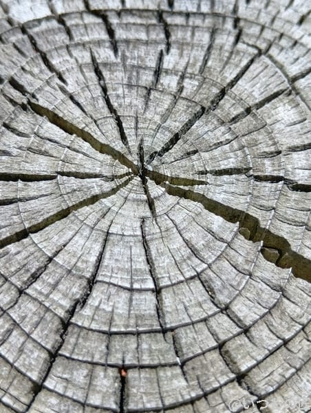 AQUOS wish5 カメラ ひび割れた年輪