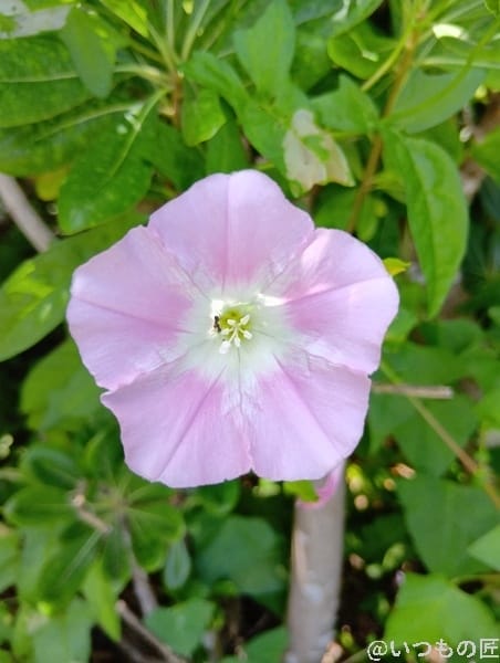 AQUOS wish5 カメラ ピンクの小さな花