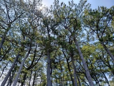 空に向かって伸びる木々 | ガジェットレビューの匠 AQUOS wish5 カメラ 空に向かって伸びる木々