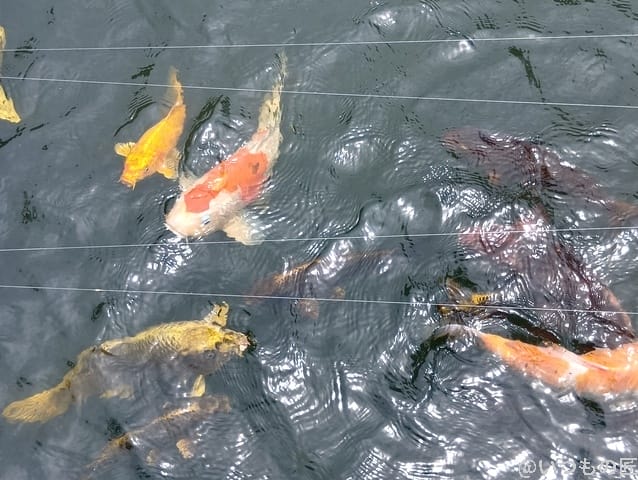AQUOS wish5 カメラ 池を泳ぐ鯉