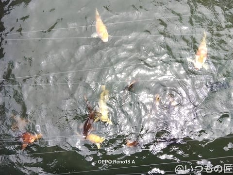 OPPO Reno13 A カメラ 池を泳ぐ魚