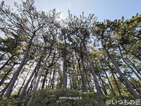 OPPO Reno13 A カメラ 空に向かって真っ直ぐ伸びる木々