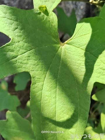 OPPO Reno13 A カメラ 葉っぱの葉脈