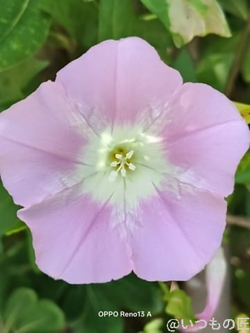 OPPO Reno13 A カメラ ピンクの花の中心部