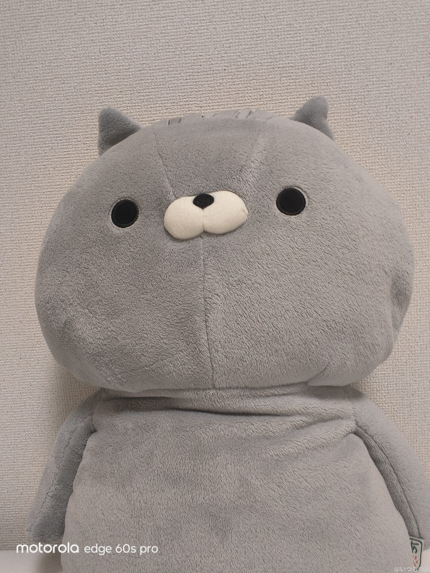 motorola edge 60s pro カメラ
グレーのクマのぬいぐるみ